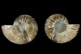 Agate Replaced Ammonite Fossil - Madagascar #166850-1